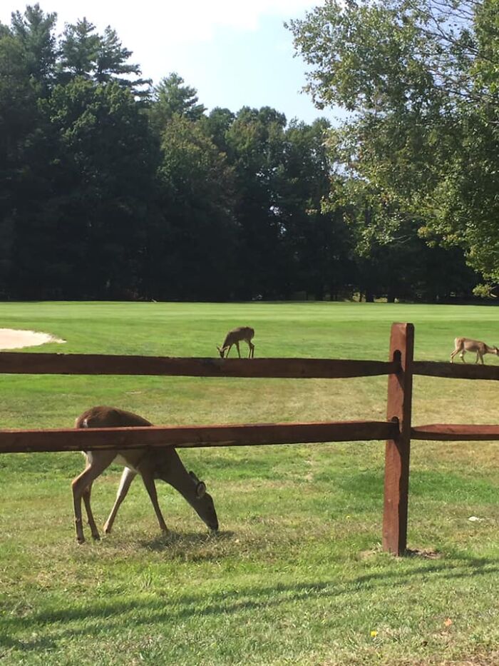 Notice A Couple Of Really Tiny Deer On Top Of This Fence...