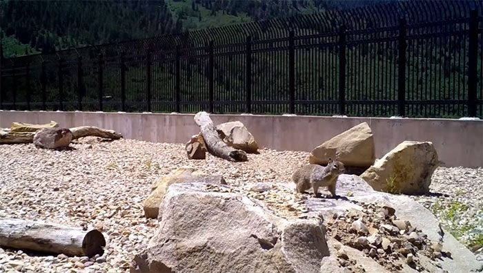 The Highway Overpass In Utah Is A Major Success And The Video Shows Many Wild Animals Using It To Avoid Danger