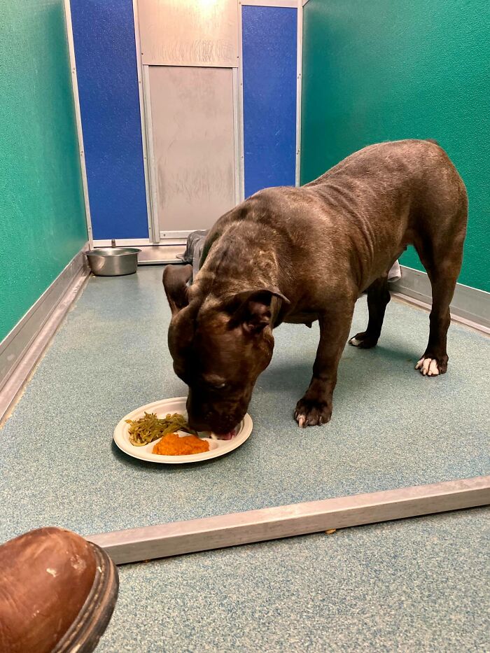 Nearly 80 Shelter Animals Get Treated To A Festive Thanksgiving Meal Nearly 80 Shelter Animals Get Treated To A Festive Thanksgiving Meal