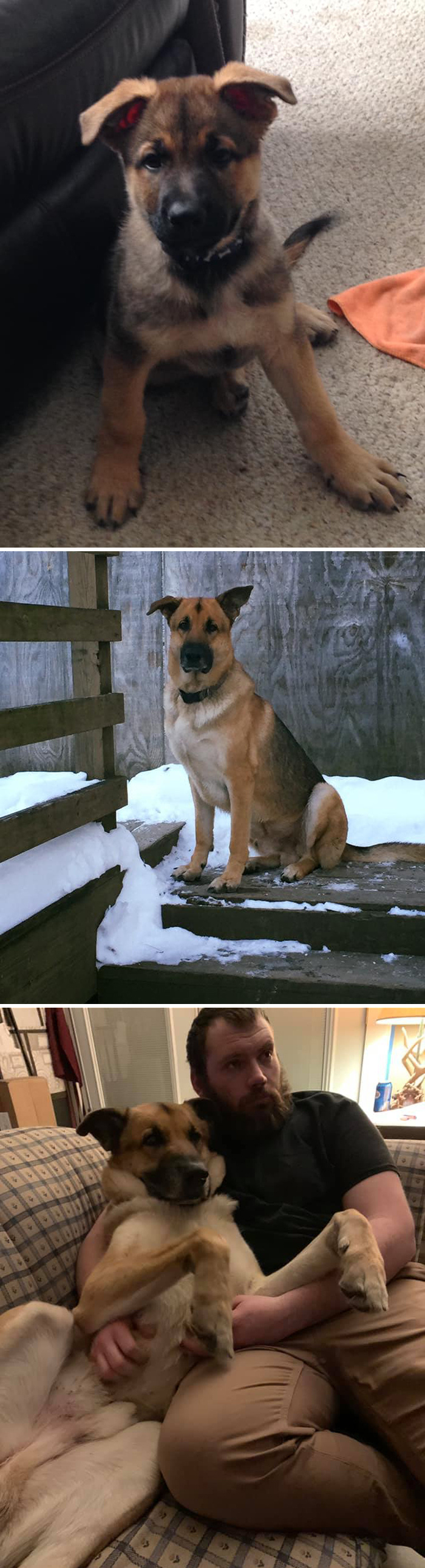 Before-After-Pet-Challenge