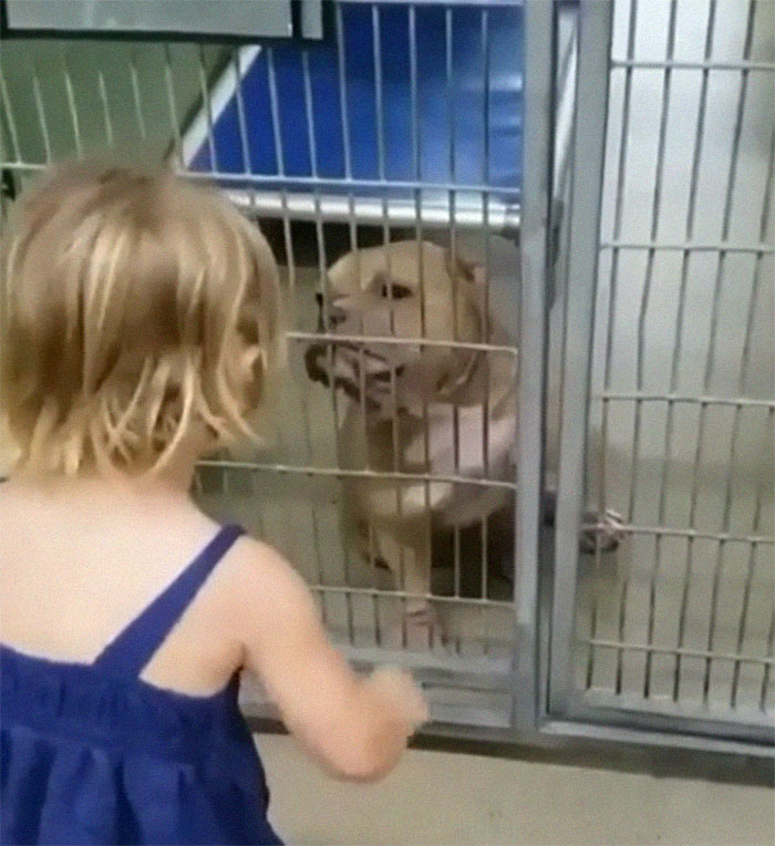 Little Girl Fell In Love With A Dog At The Shelter And Her Mom Adopted It For Her
