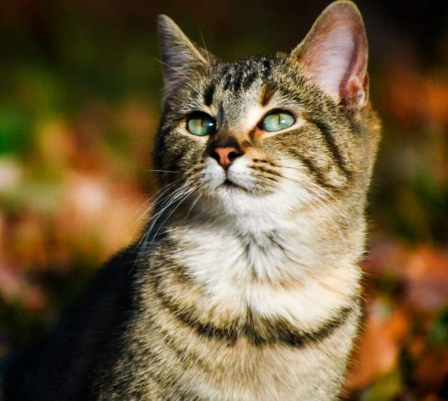 I Photograph My Cats And Other Cats In My Life