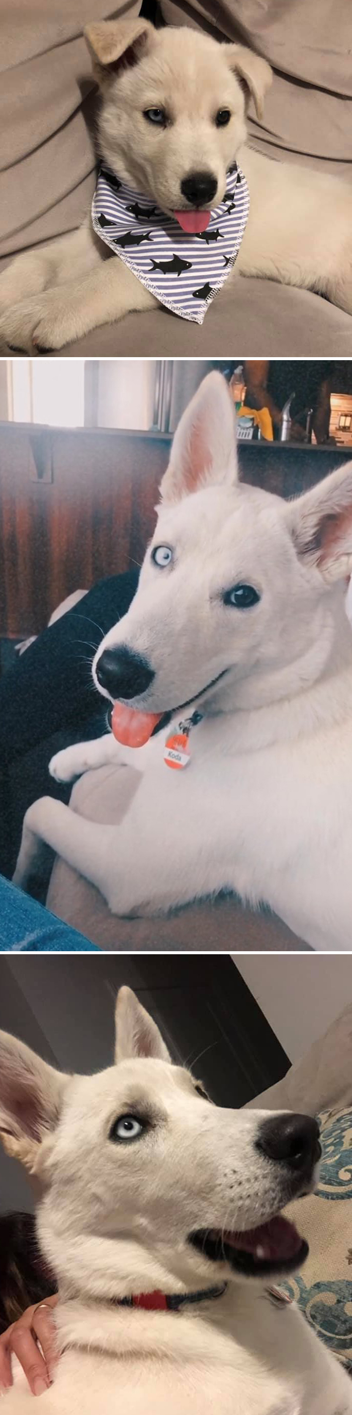 Before-After-Pet-Challenge