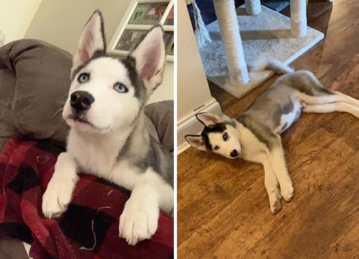 Didnt-Want-A-Dog-Challenge