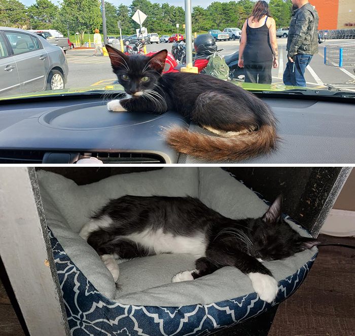 Before-After-Pet-Challenge