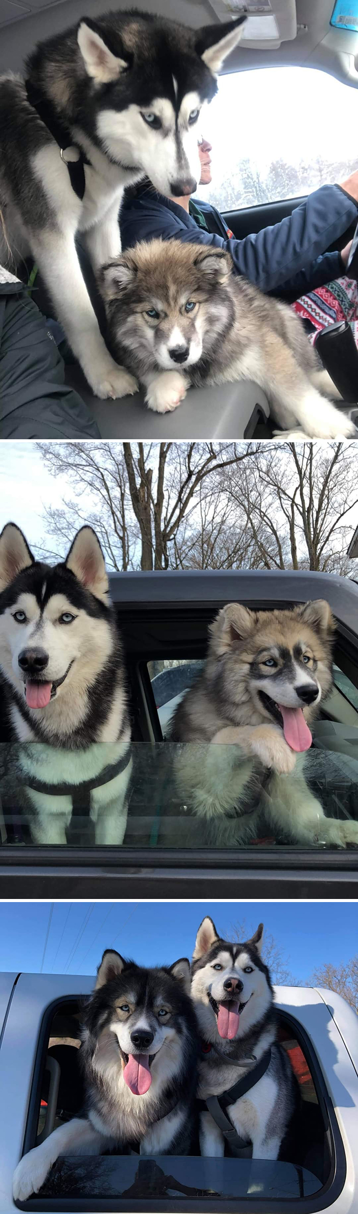 Before-After-Pet-Challenge