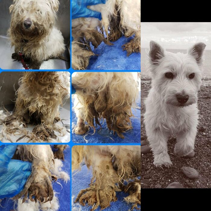 *Before Pics May Upset Some People* I Was Called To Groom This Poor Girl. I Ended Up Bringing Her Home With Me. After Pic Was About 6 Months After