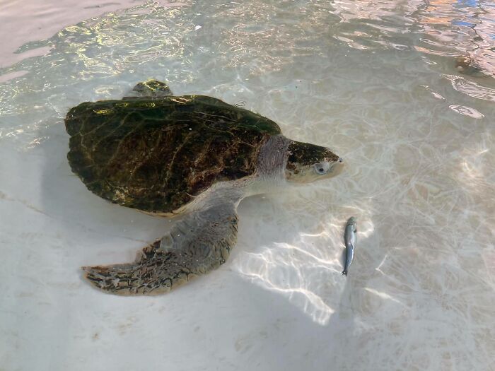 Sea Turtle Named Lou Learns To Swim Again After Losing Two Flippers In Fishing Nets Sea Turtle Named Lou Learns To Swim Again After Losing Two Flippers In Fishing Nets