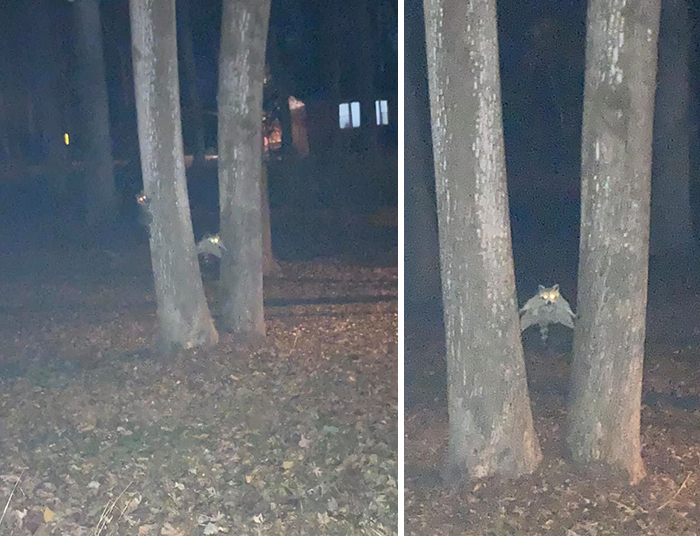I Knew There Were Raccoons In The Tree But I Couldn’t See What They Were Doing Until The Flash Came On/Pictures Came Out...