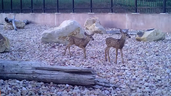 The Highway Overpass In Utah Is A Major Success And The Video Shows Many Wild Animals Using It To Avoid Danger The Highway Overpass In Utah Is A Major Success And The Video Shows Many Wild Animals Using It To Avoid Danger