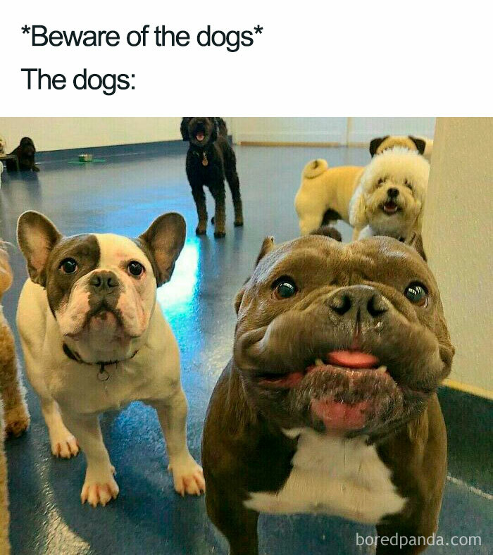 Group of funny dogs making faces indoors.