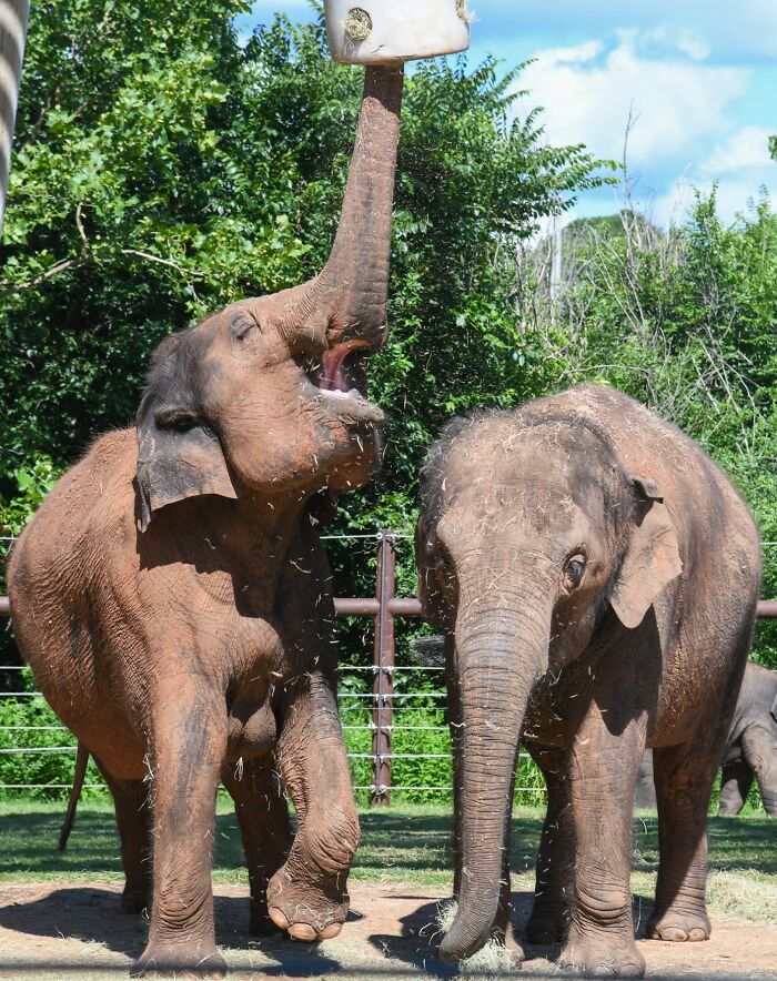 Zoo Shares An Ultrasound Of A Baby Elephant And People Find It Adorable