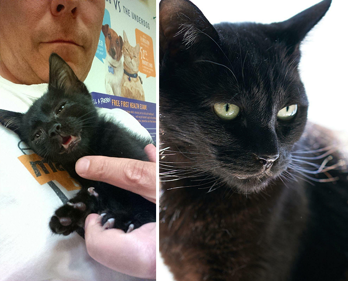 Last Of His Litter With An Upper Respiratory Infection And All Grown Up, Our House Panther