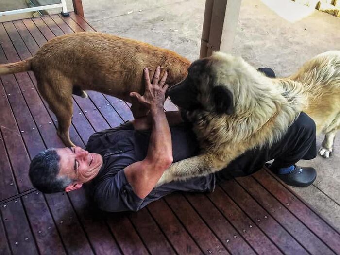 Didnt-Want-A-Dog-Challenge