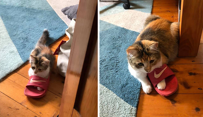 Before-After-Pet-Challenge