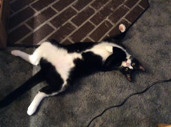 No Shame In His Cuteness Game