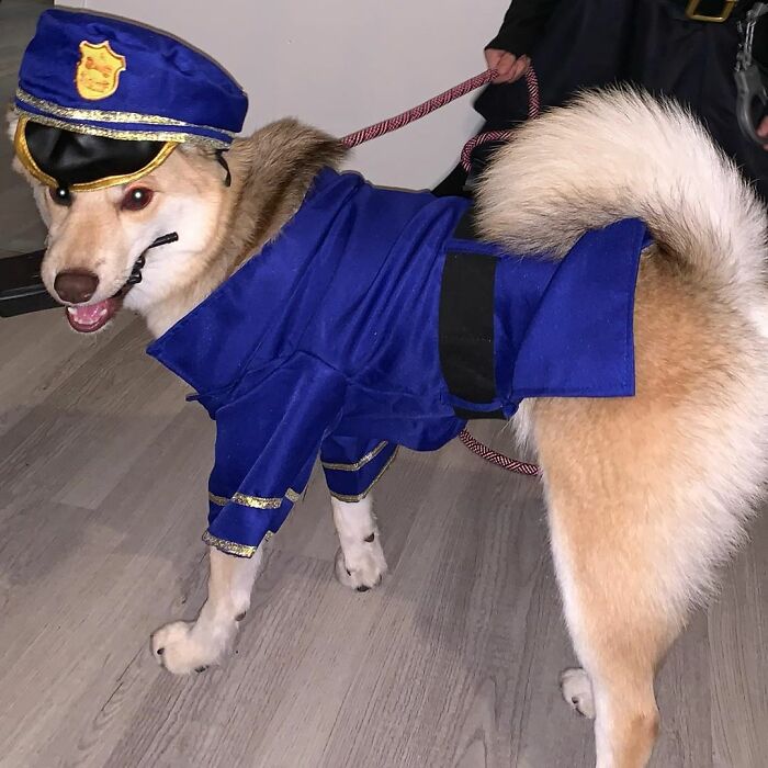Police Dog
