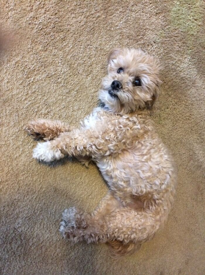 Didnt-Want-A-Dog-Challenge