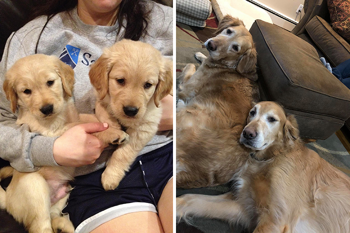 Before-After-Pet-Challenge