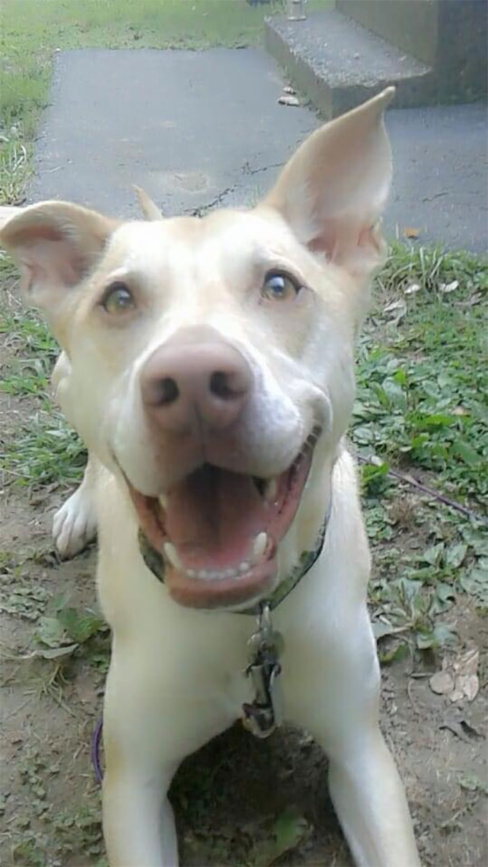 $230.86. In Case Anyone Was Wondering, That's How Much It Costs To Have The Vet Remove A Thorn From The Tip Of Your Dog's Penis. I Say This As Lovingly As Possible....this Asshole.