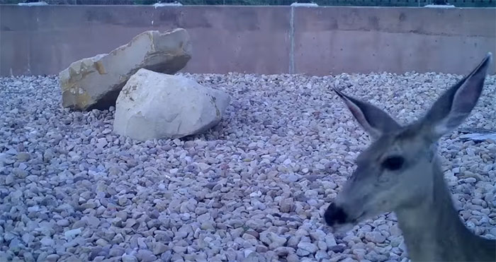 The Highway Overpass In Utah Is A Major Success And The Video Shows Many Wild Animals Using It To Avoid Danger