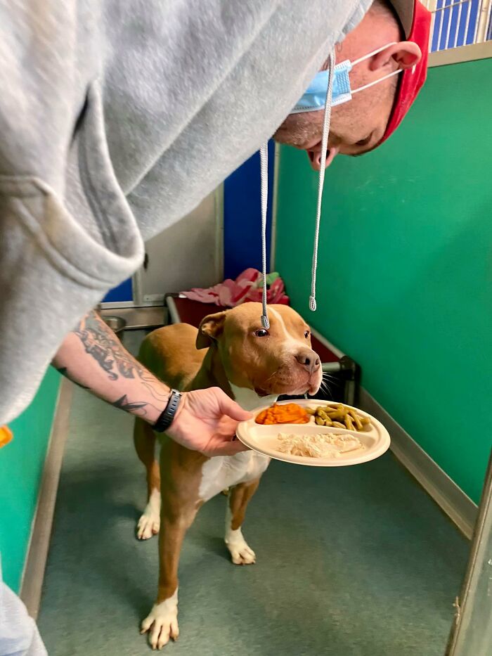 Nearly 80 Shelter Animals Get Treated To A Festive Thanksgiving Meal Nearly 80 Shelter Animals Get Treated To A Festive Thanksgiving Meal