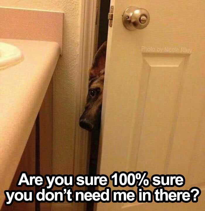 Dog peeking through a door with a funny caption expressing curiosity.