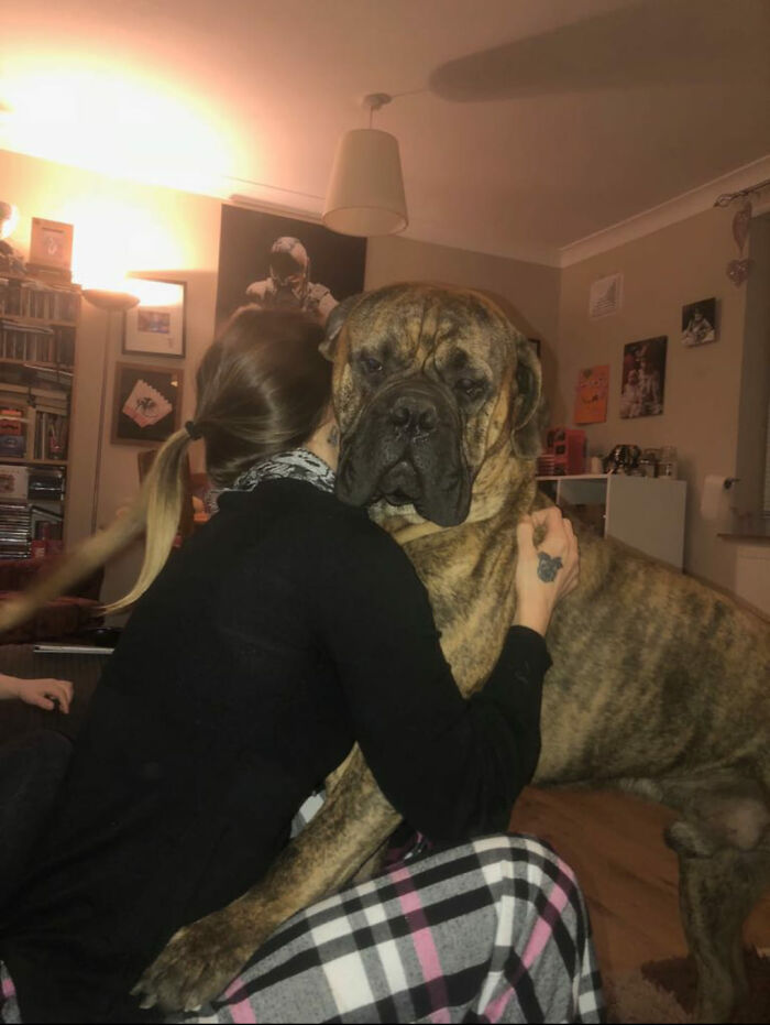 Didnt-Want-A-Dog-Challenge