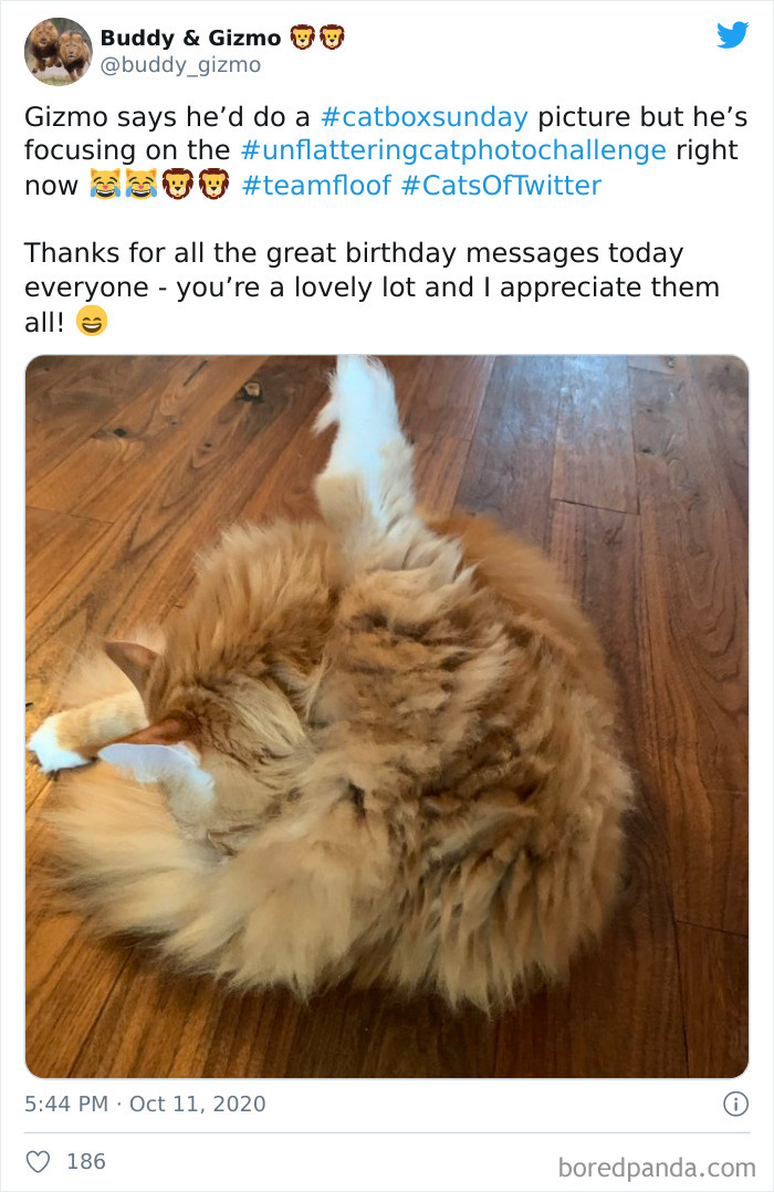 Unflattering-Funny-Cat-Photo-Challenge