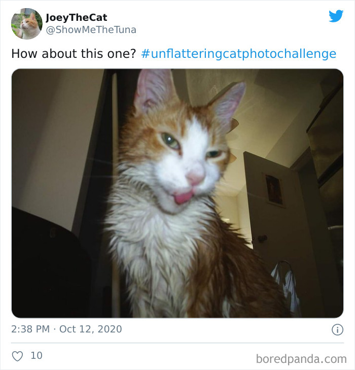 Unflattering-Funny-Cat-Photo-Challenge