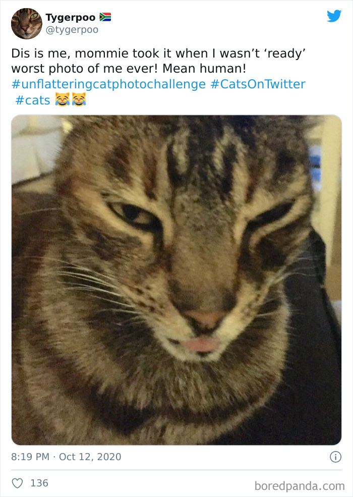 Unflattering-Funny-Cat-Photo-Challenge