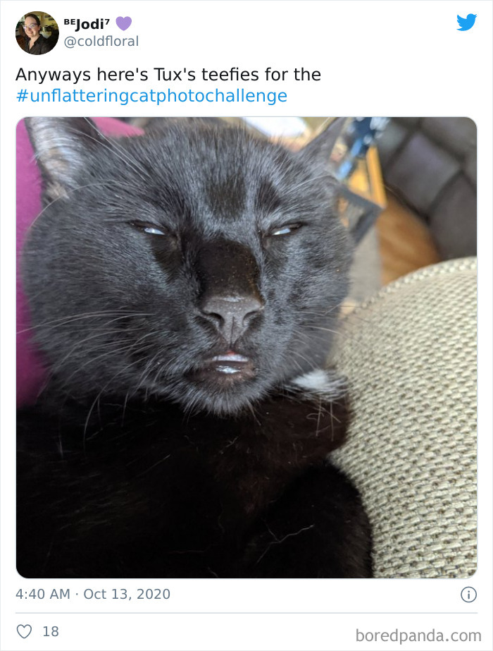 Unflattering-Funny-Cat-Photo-Challenge