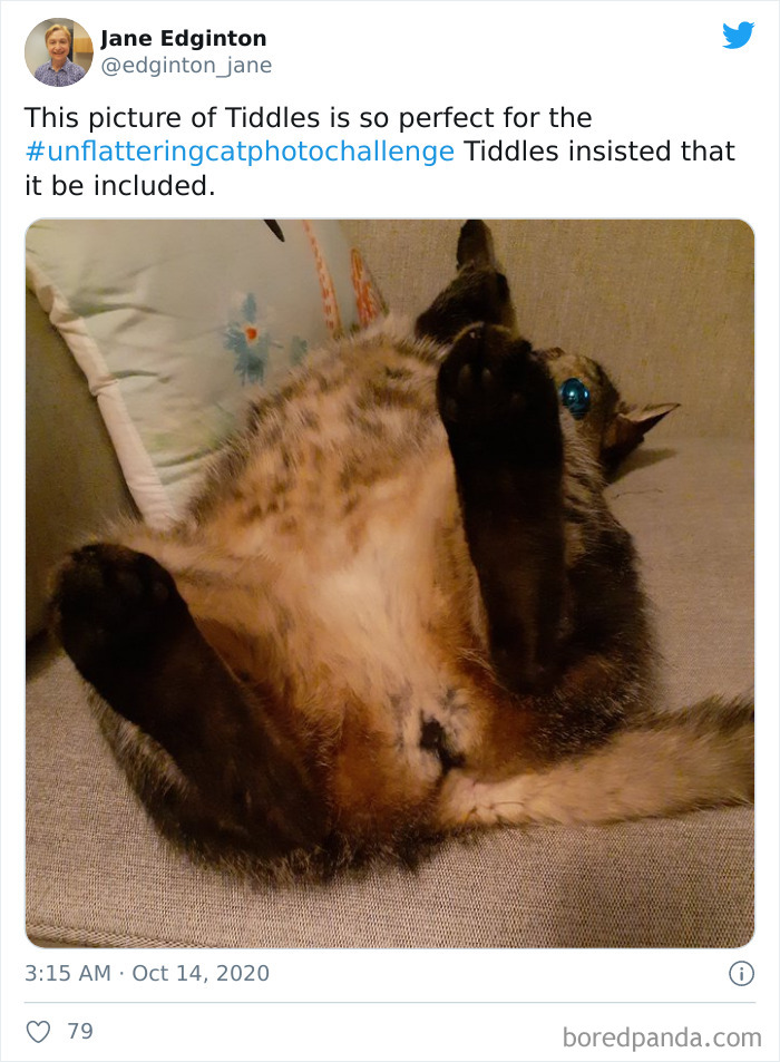 Unflattering-Funny-Cat-Photo-Challenge