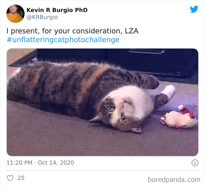 Unflattering-Funny-Cat-Photo-Challenge