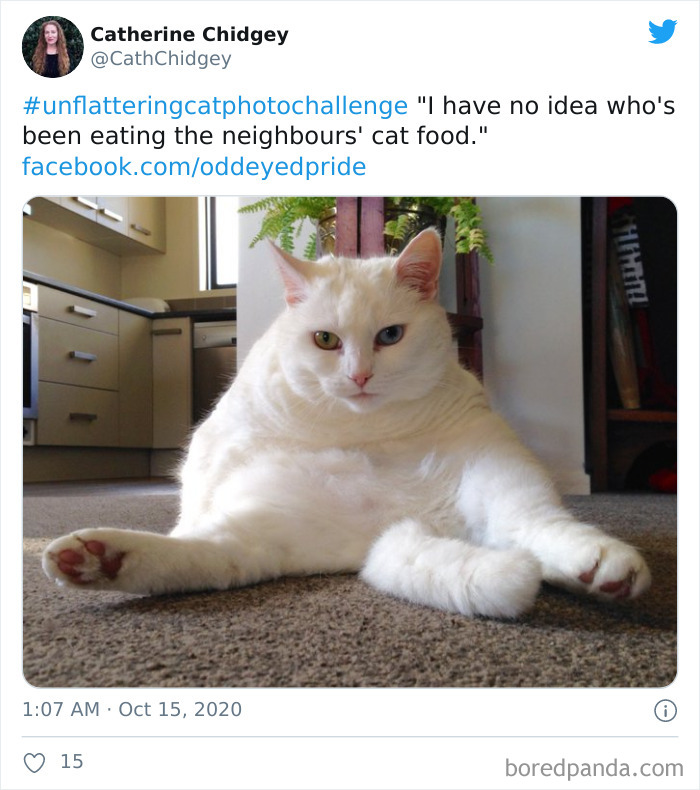 Unflattering-Funny-Cat-Photo-Challenge