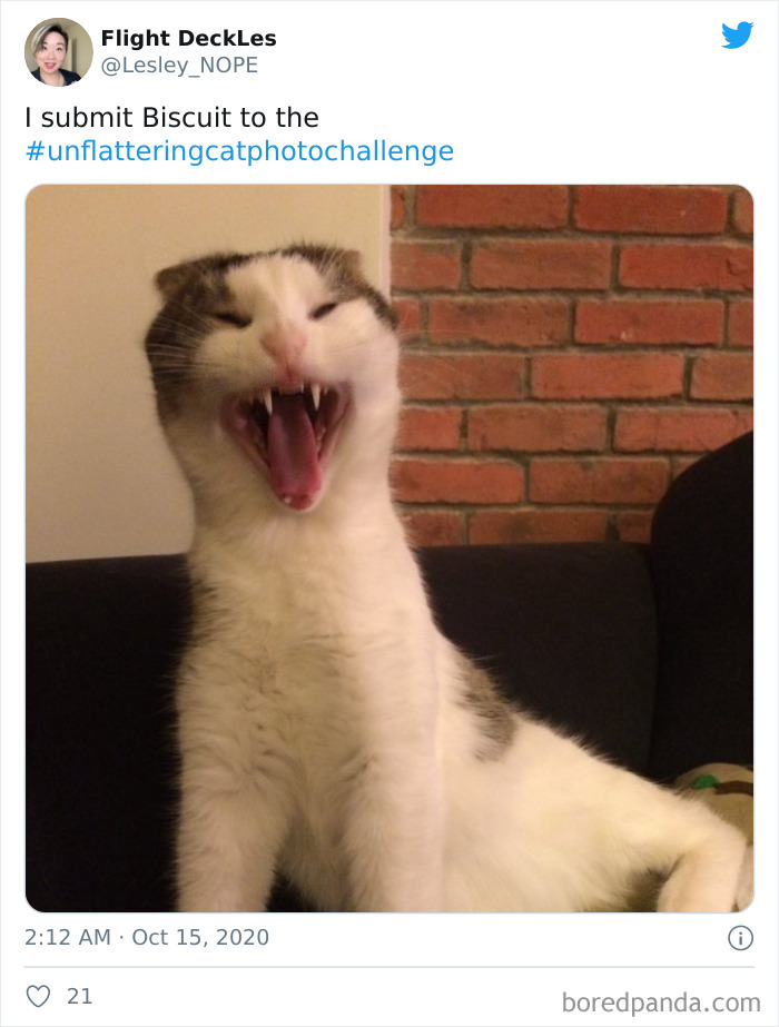 Unflattering-Funny-Cat-Photo-Challenge