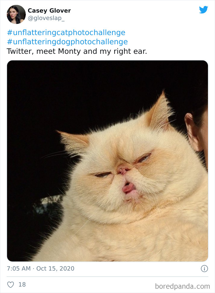 Unflattering-Funny-Cat-Photo-Challenge