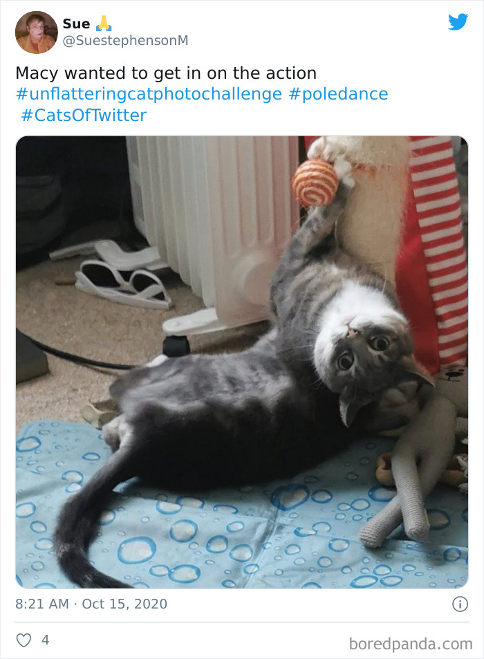 Unflattering-Funny-Cat-Photo-Challenge