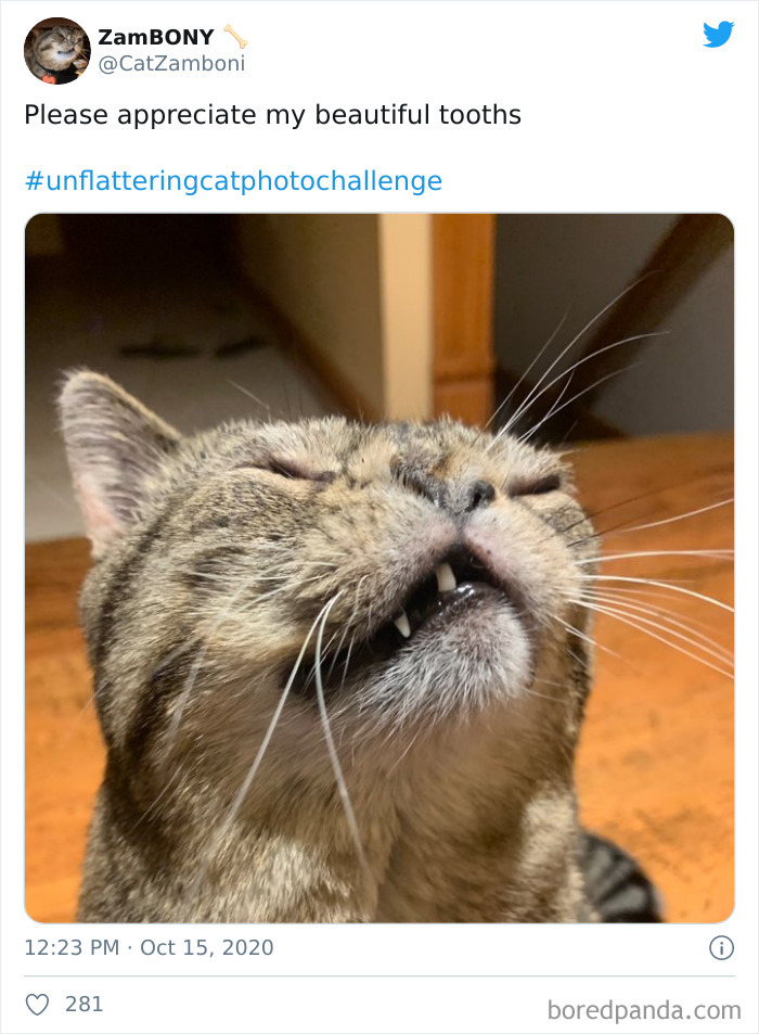 Unflattering-Funny-Cat-Photo-Challenge