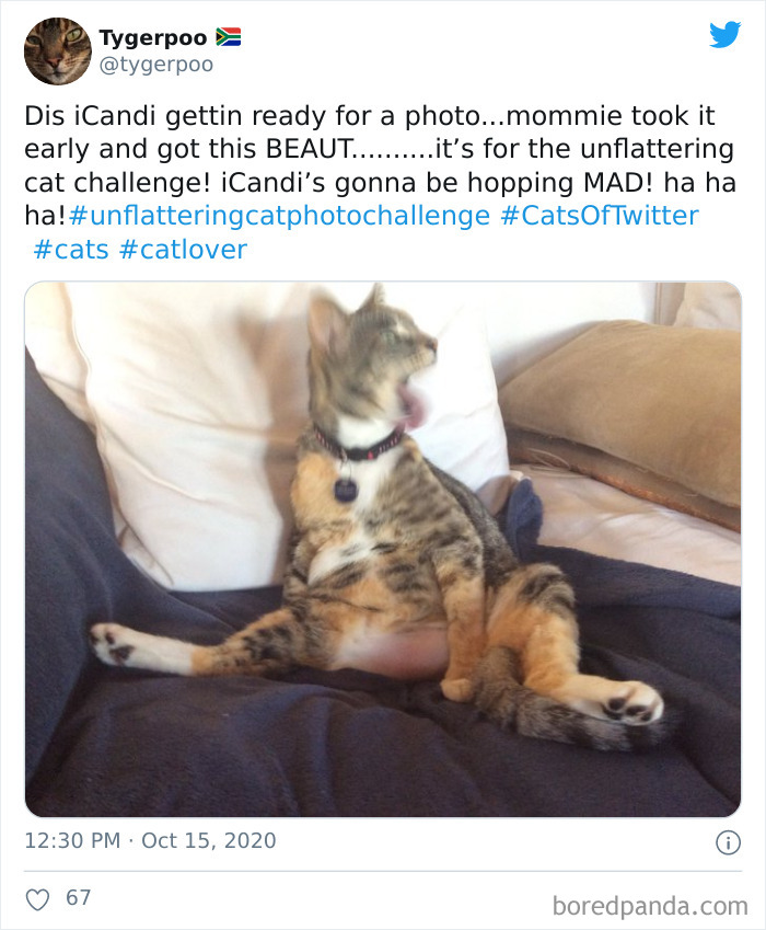 Unflattering-Funny-Cat-Photo-Challenge