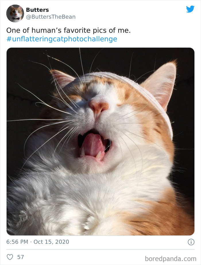 Unflattering-Funny-Cat-Photo-Challenge