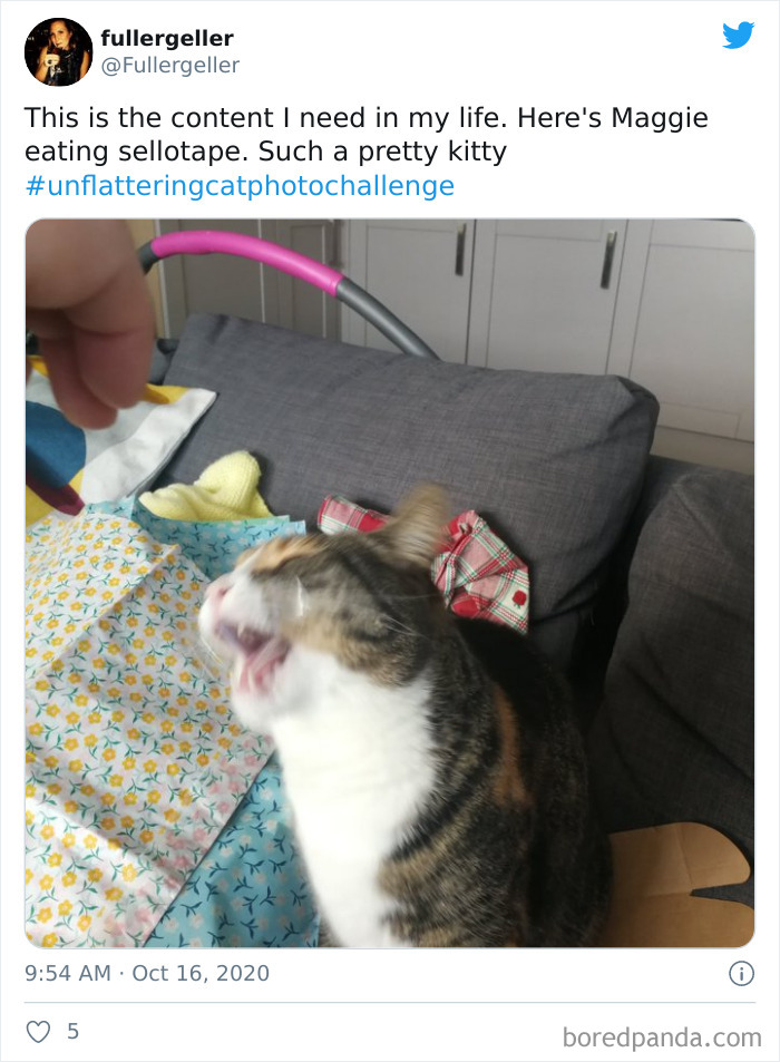 Unflattering-Funny-Cat-Photo-Challenge