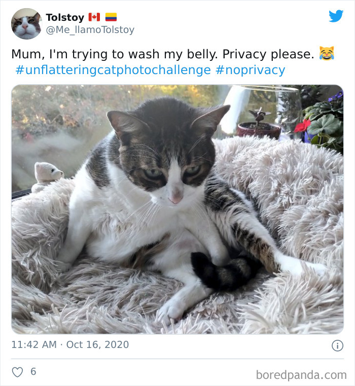 Unflattering-Funny-Cat-Photo-Challenge