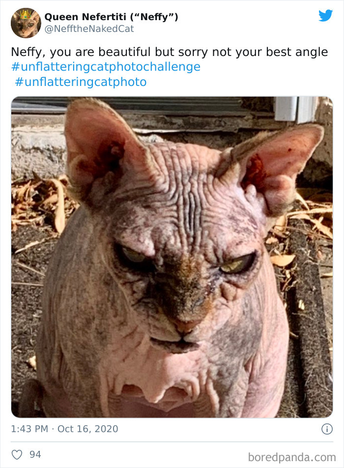 Unflattering-Funny-Cat-Photo-Challenge