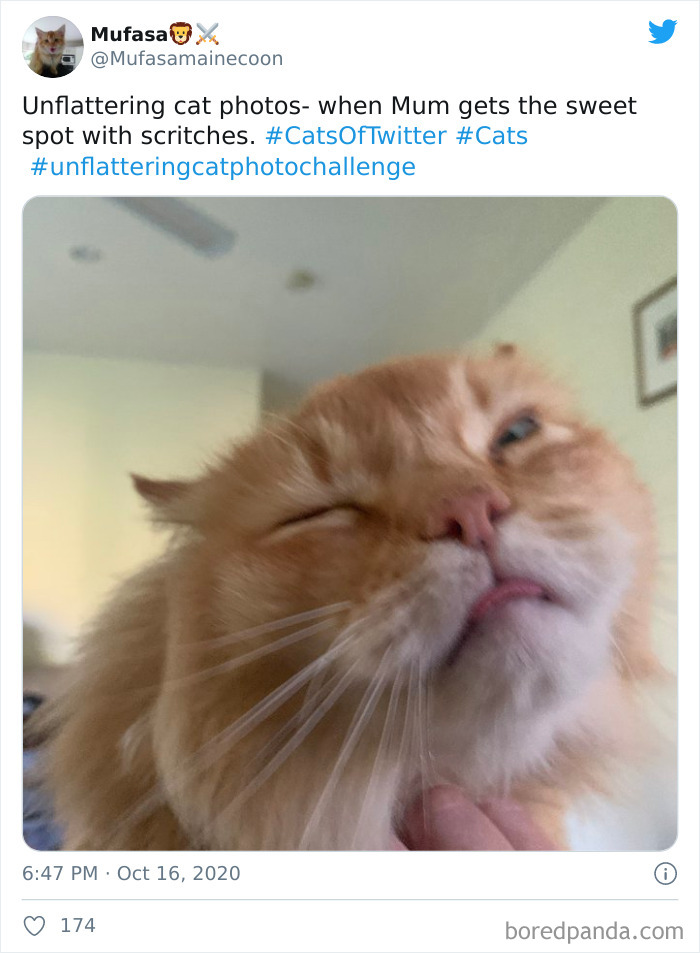 Unflattering-Funny-Cat-Photo-Challenge