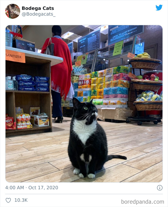Shop-Bodega-Cats