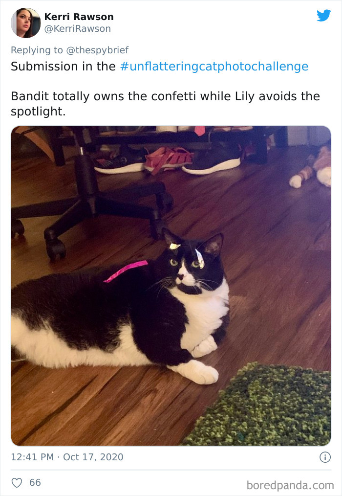 Unflattering-Funny-Cat-Photo-Challenge