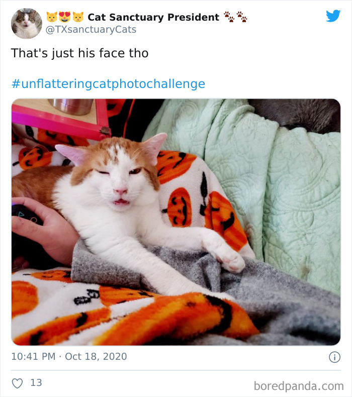 Unflattering-Funny-Cat-Photo-Challenge