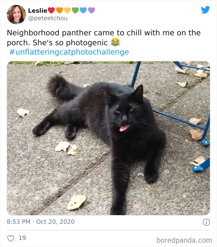 Unflattering-Funny-Cat-Photo-Challenge