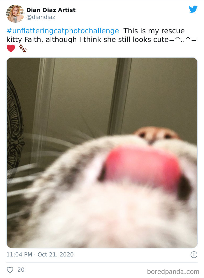 Unflattering-Funny-Cat-Photo-Challenge